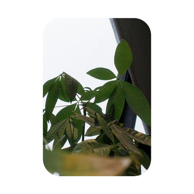 Mirror Finish Decorative Stainless Steel Sheet 1219*2438mm